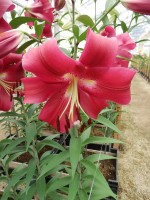 [5549 PO52 Red Heat No02.JPG]